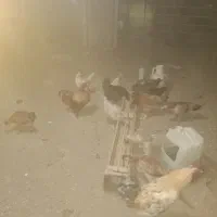 فروش به تعداد مرغ وخروس محلی دونه ای ۴۰۰|حیوانات مزرعه|اشتهارد, |دیوار