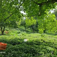 فروش باغ چایی|فروش دفتر صنعتی، کشاورزی، تجاری|لاهیجان, لیل|دیوار