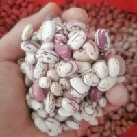 لوبیا چیتی درجه یک درشت