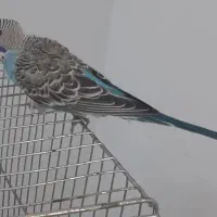 مرغ عشق جوان|پرنده|قم, پردیسان|دیوار