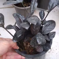 زاموفیلیا زاموفولیا بلک