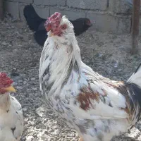 مرغ وخروس گلین مرندی