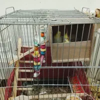 عروس هلندی مولد