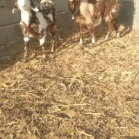 ۲رآس بزغاله پلنگی ماده خوشکل لنگ ۳قلوه