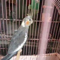 فروش عروس هلندی|پرنده|بندرعباس, |دیوار