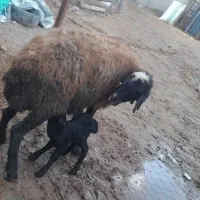 یک راس میش بره دار