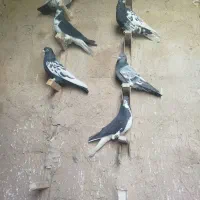 کفتر|پرنده|شیراز, سعدیه شمالی|دیوار