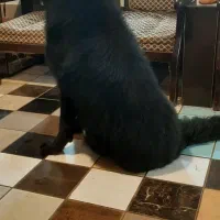 فروش یه قلاده ژرمن بلک اصیل|سگ|بابل, |دیوار