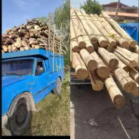 تیر سقفی  تر خشک میوه چنار