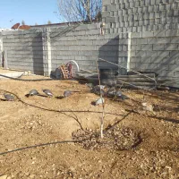 فروش تعدادی مرغ و خروس و مرغ شاخدار و بوقلمون