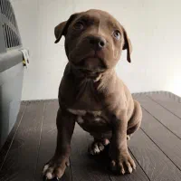 سگ پیت بول باهوش و خانواده دوست