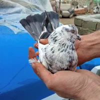 کبوتر چیل گرفتنی