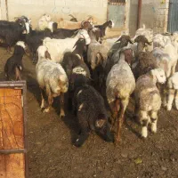 ۱۲ راس میش بره دار