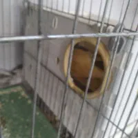 عروس هلندی مولد|پرنده|شیراز, سعدیه شمالی|دیوار