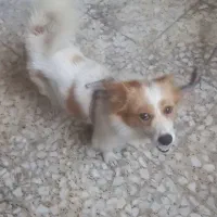 سگ ۱ ساله