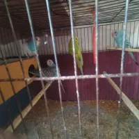 مرغ عشق  نیمه اهلی|پرنده|اهر, |دیوار