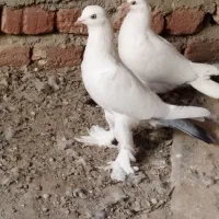 کبوتر