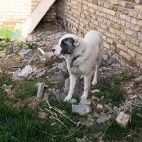 توله سگ خراسانی