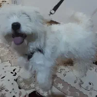 سگ شیتزو نر واکسن هاشو زده ولی شناسنامه ش گم شد