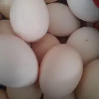 تخم مرغ گلین ولاری