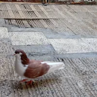 کبوتر اصفهانی رنگی و سینه ای