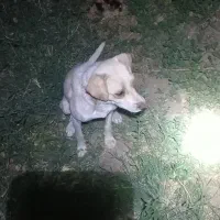 سگ.