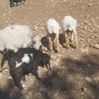 4راس بره ماده