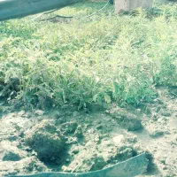 گوجه|گل و گیاه طبیعی|اسدآباد, |دیوار