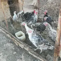 بوقلمون برنزی