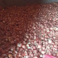 پیاز فلات|خوردنی و آشامیدنی|شیروان (خراسان), |دیوار