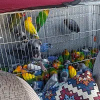 طوطی برزیلی ابی زرد مشکی فیشر