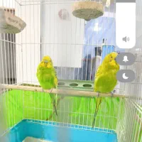 مرغ عشق