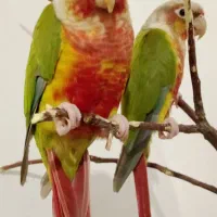 گرینچیک اناناسی قرمزی بالا