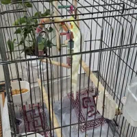 فروش عروس هلندی