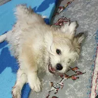 سگ شیتزو|سگ|پیر سلیمان, |دیوار