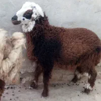 بره ماده|حیوانات مزرعه|هندیجان, |دیوار