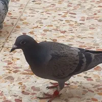 کبوتر