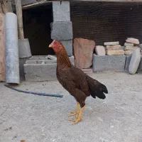 مرغ‌‌وخروس