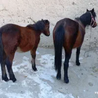 اسب وکره اسب نریون|اسب و تجهیزات اسب‌سواری|قوچان, |دیوار