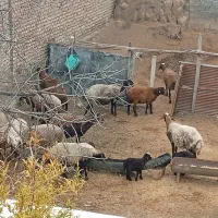 چند عدد گوسفند جوان با بره و بدون بره بفروش میرسد|حیوانات مزرعه|گرگان, |دیوار