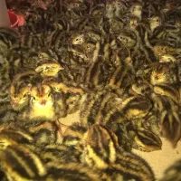 تخم نطفه دار،جوجه بلدرچین کانادایی|حیوانات مزرعه|زاهدان, |دیوار