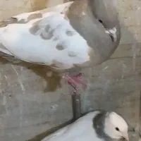 کبوتربازیکن گرفتنی تهرونی|پرنده|شیراز, تندگویان|دیوار