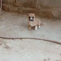 فروش توله سگ اشپیز