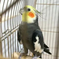 عروس هلندی جفت