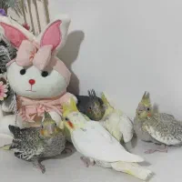 جوجه،عروس هلندی