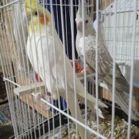 جفت عروس هلندی