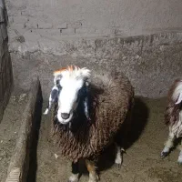 بره نر|حیوانات مزرعه|مرودشت, محمد آباد|دیوار