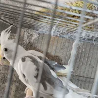 فروش عروس مولد|پرنده|قم, جوی شور|دیوار