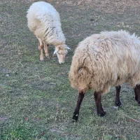 فروش گوسفند|حیوانات مزرعه|اهر, |دیوار