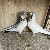 کفتر پرشی|پرنده|ری, صالحآباد شرقی|دیوار